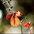 Herbst in all seiner Schönheit