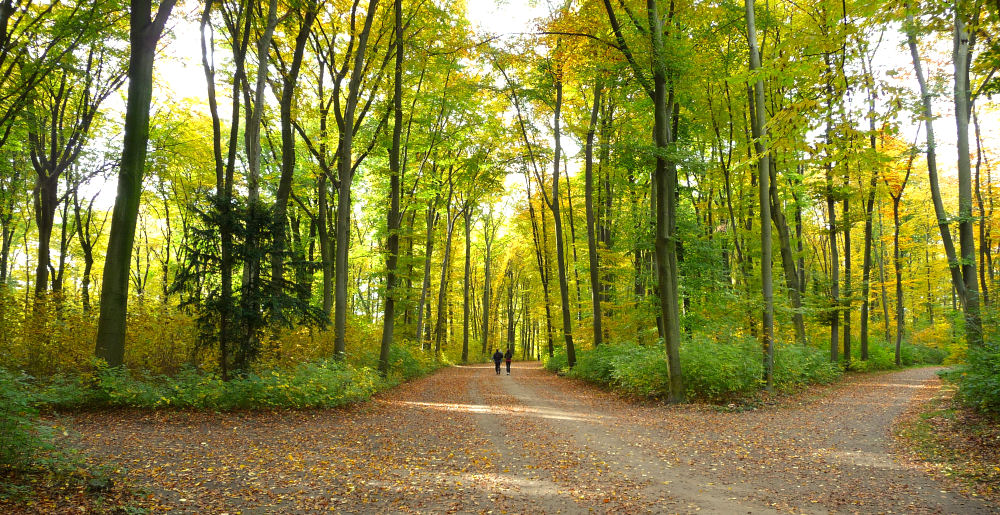 Herbst in allen Richtungen