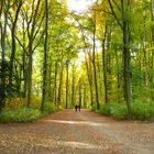 Herbst in allen Richtungen