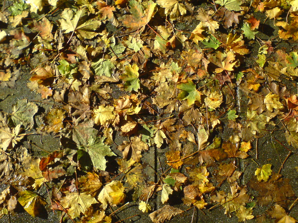 Herbst in Amsterdam