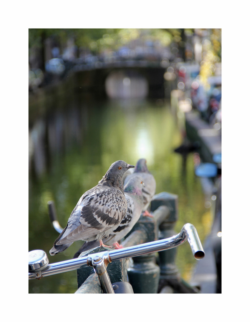 Herbst in Amsterdam