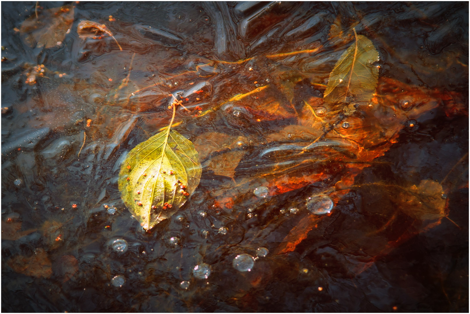 Herbst in Aspik