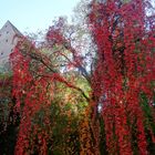 Herbst in Augsburg