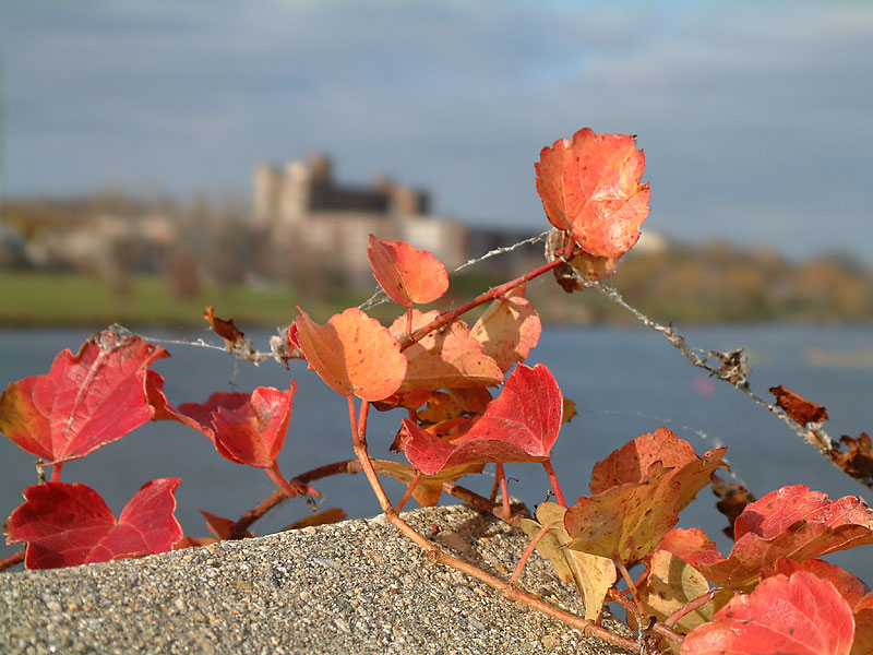 Herbst in Aurora