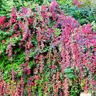 Herbst in Bad Münstereifel