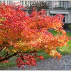 Herbst in Baden Baden 02