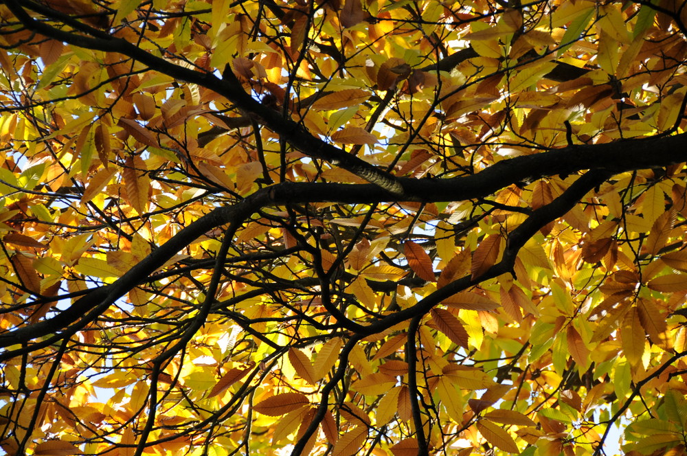 Herbst in Bamberg