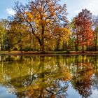 Herbst in Bendorf Park