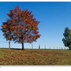 Herbst in Berg