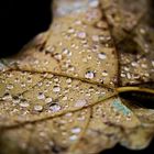 Herbst in Berlin