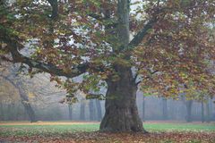 Herbst in Berlin - Schlosspark Niederschönhausen II