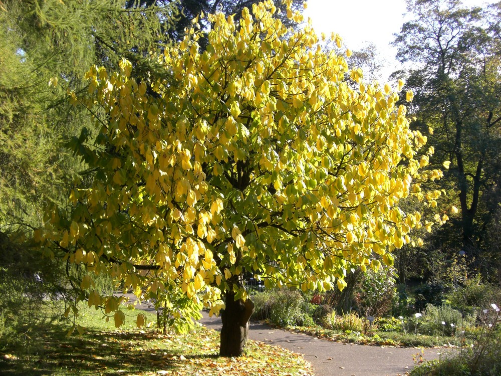 Herbst in Bern