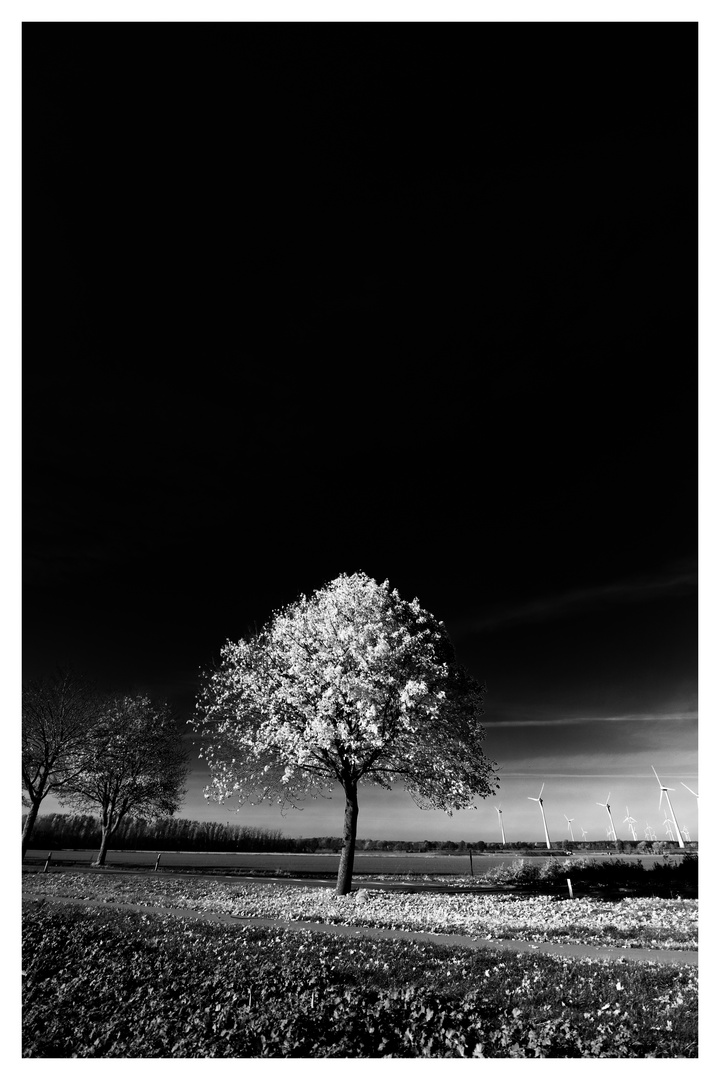 Herbst in Black and White