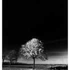 Herbst in Black and White