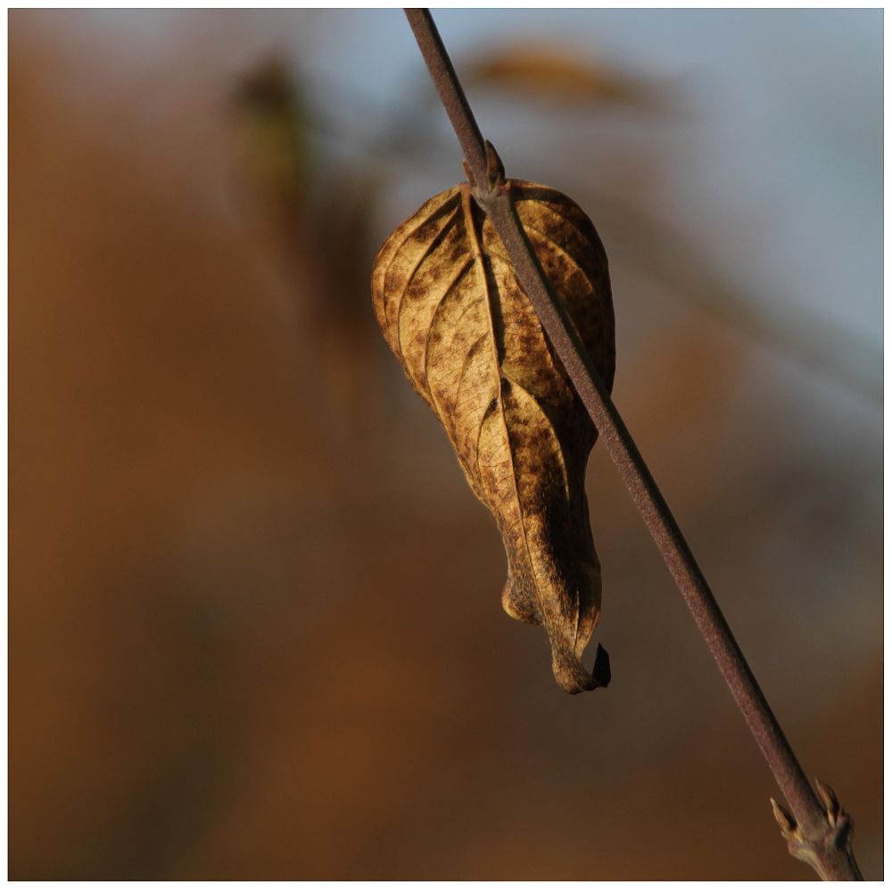 Herbst in Bösel #2