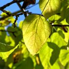 Herbst in Boltenhagen