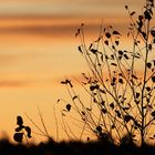 Herbst in Bramstedt