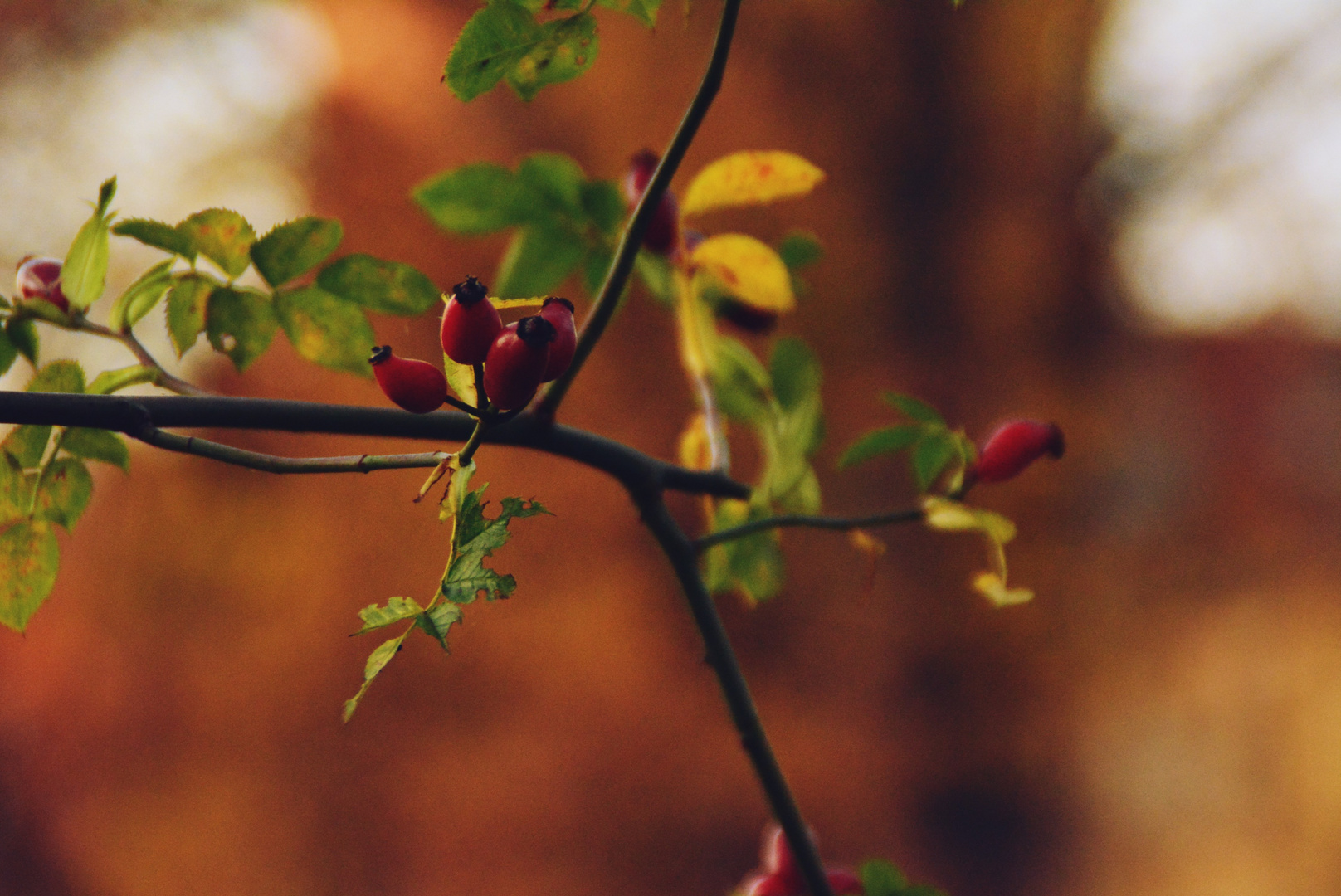 Herbst in Brandenburg