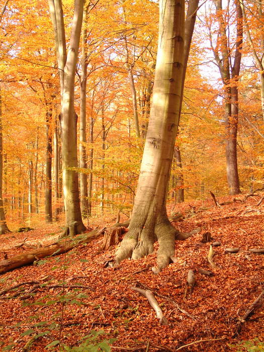 Herbst in Brandenburg