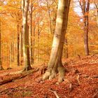 Herbst in Brandenburg