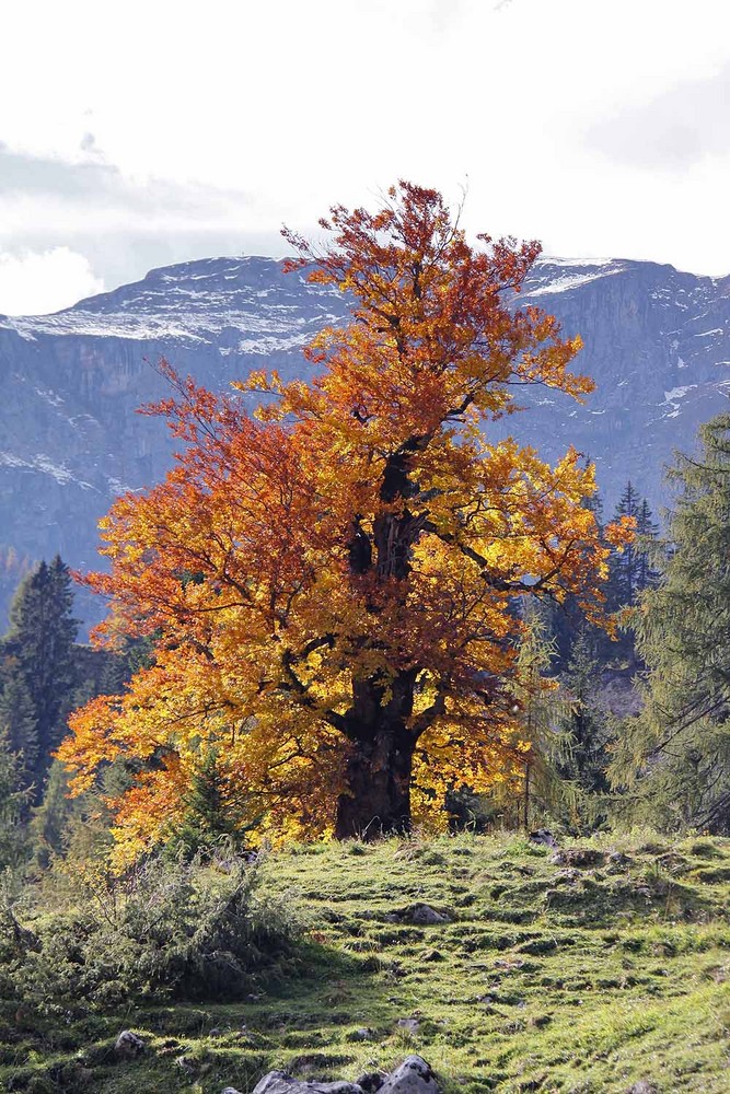 Herbst in den Alpen