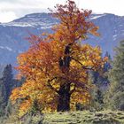 Herbst in den Alpen