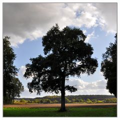 Herbst in den Baumbergen