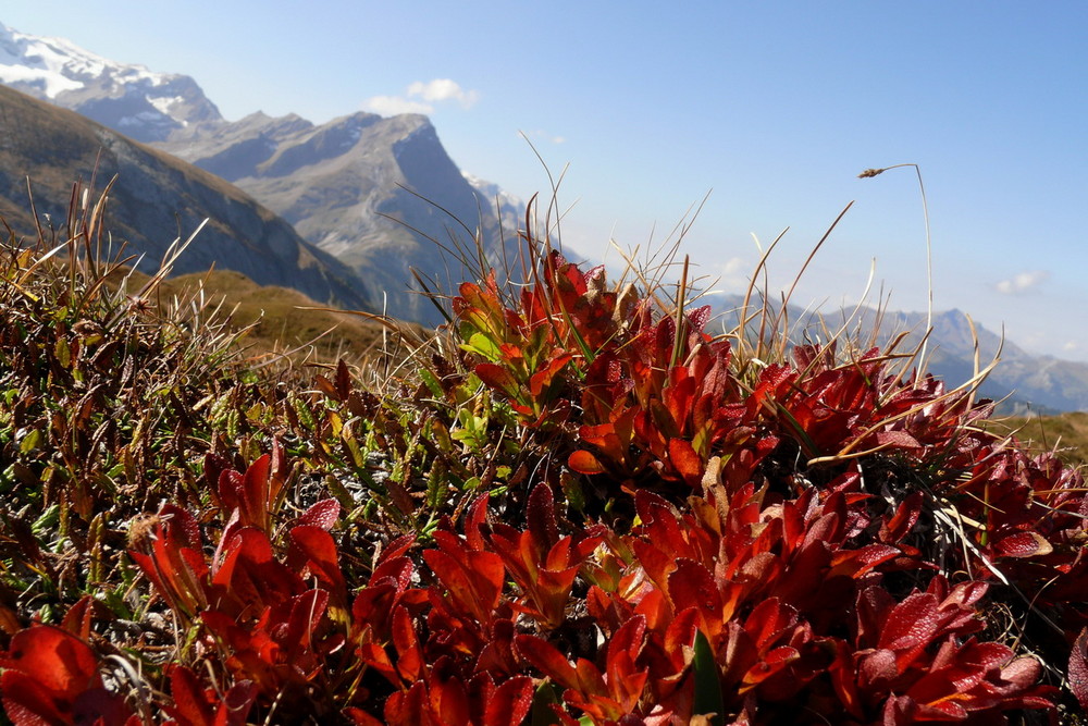 Herbst in den Berner Alpen