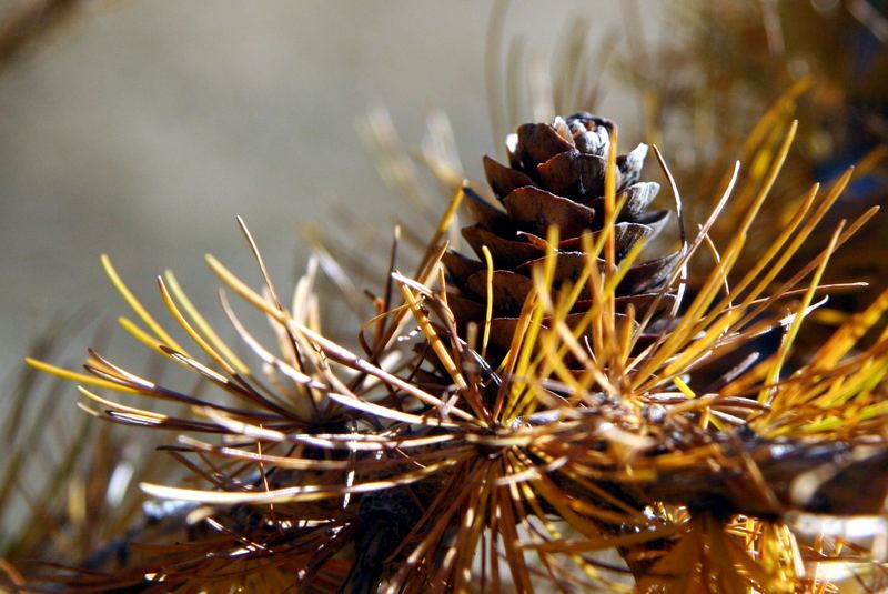 Herbst in den Dolomiten