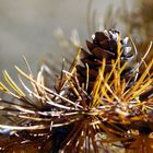 Herbst in den Dolomiten