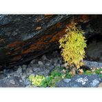 Herbst in den Dolomiten 4