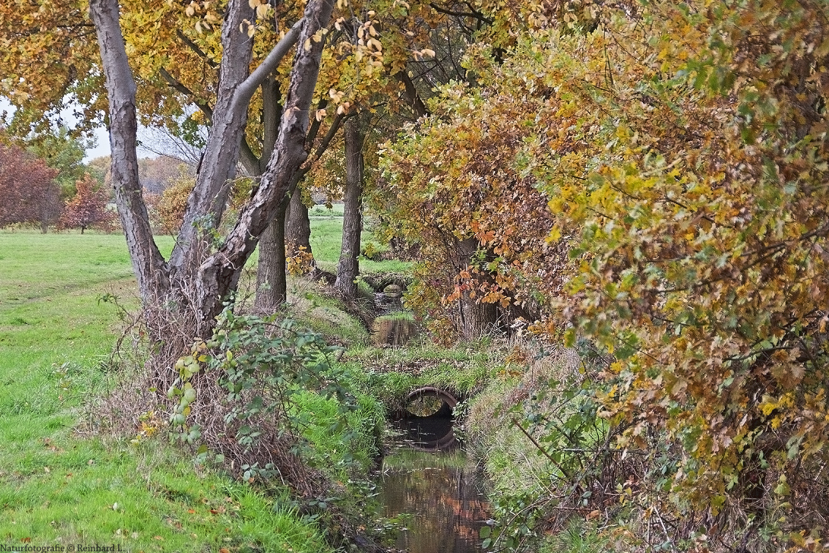 Herbst in den Dorfwiesen