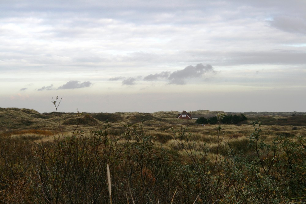 Herbst in den Dünen