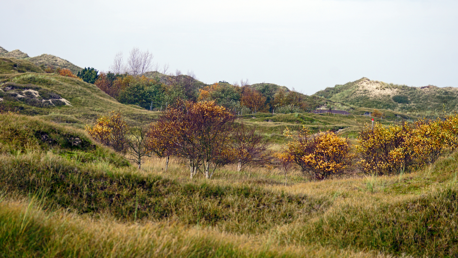 Herbst in den Dünen auf Norderney