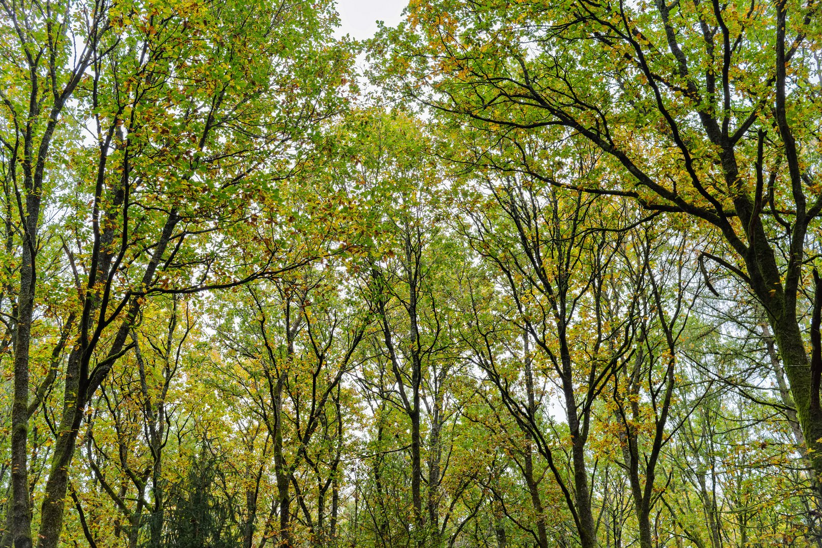 Herbst in den Eichenkronen