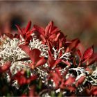 Herbst in den Farben Tirols