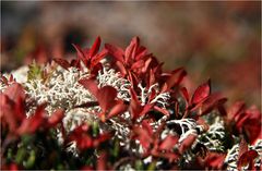 Herbst in den Farben Tirols