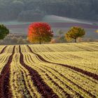 *Herbst in den Feldern*