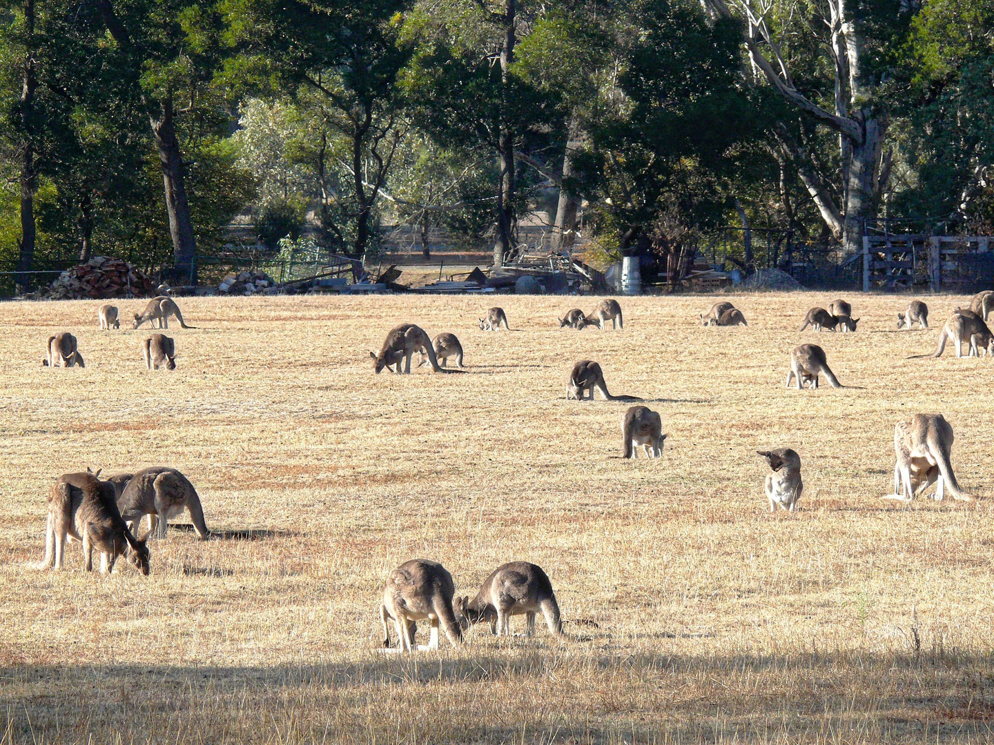 Herbst in den Grampiens (Australien)