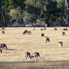 Herbst in den Grampiens (Australien)