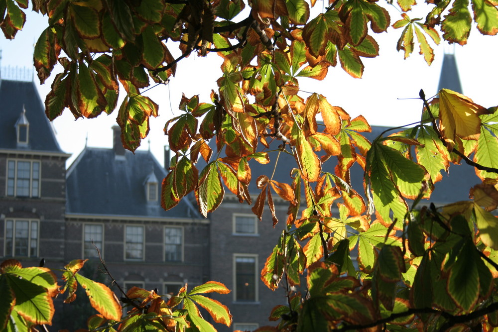 Herbst in Den Haag