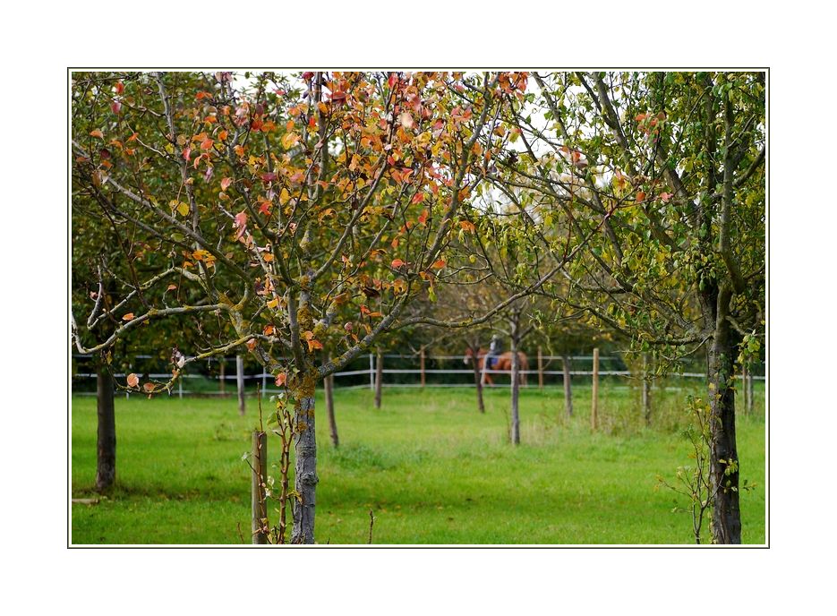 *Herbst in den Hangäckern*