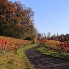 Herbst in den Heilbronner Weinbergen