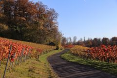 Herbst in den Heilbronner Weinbergen