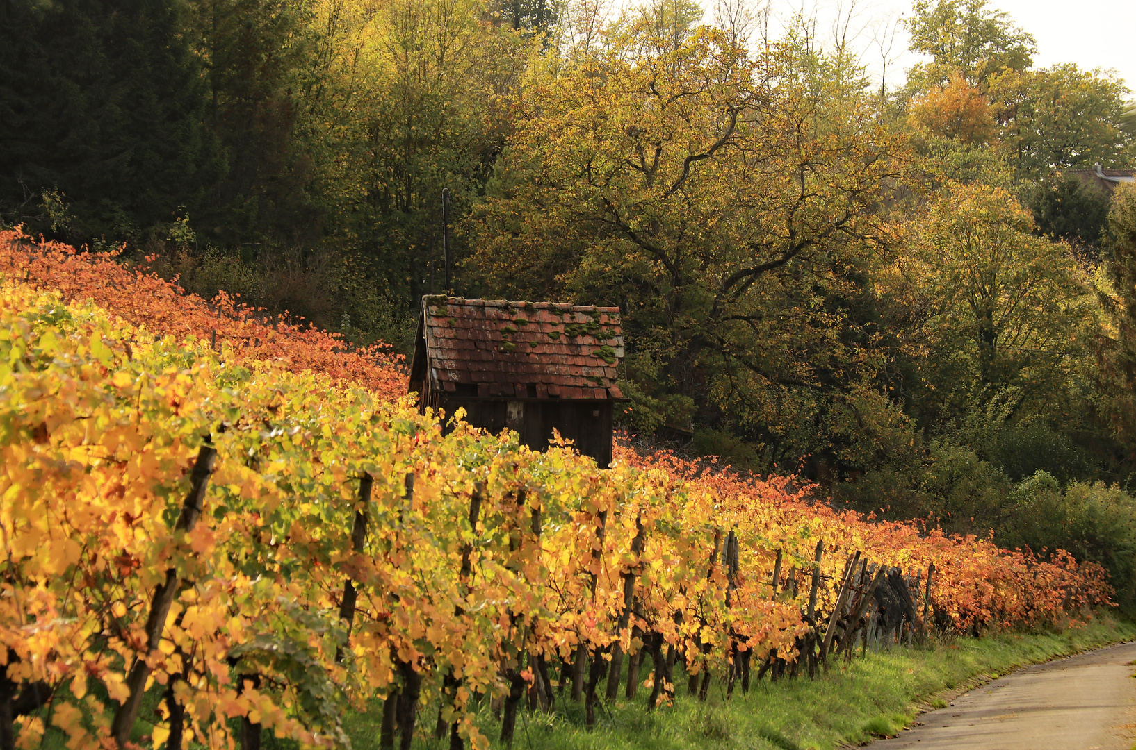 Herbst in den Heilbronner Weinbergen