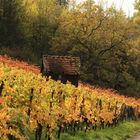 Herbst in den Heilbronner Weinbergen