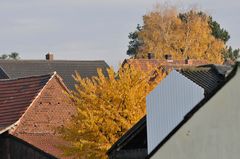 Herbst in den Hinterhöfen