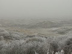 Herbst in den Holländischen Dünen