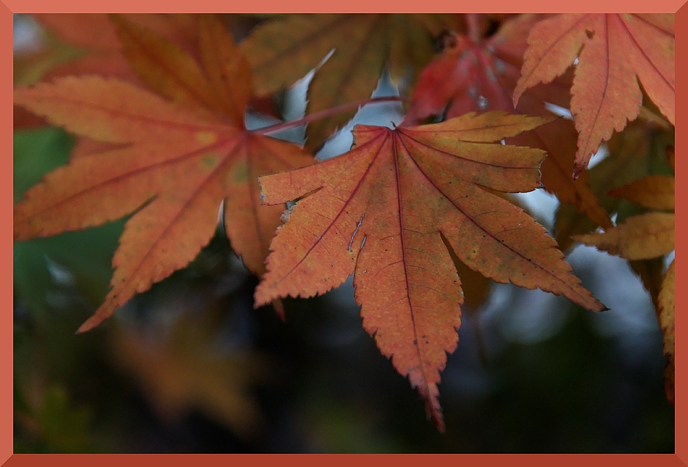 Herbst in den koreanischen Wäldern