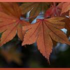 Herbst in den koreanischen Wäldern